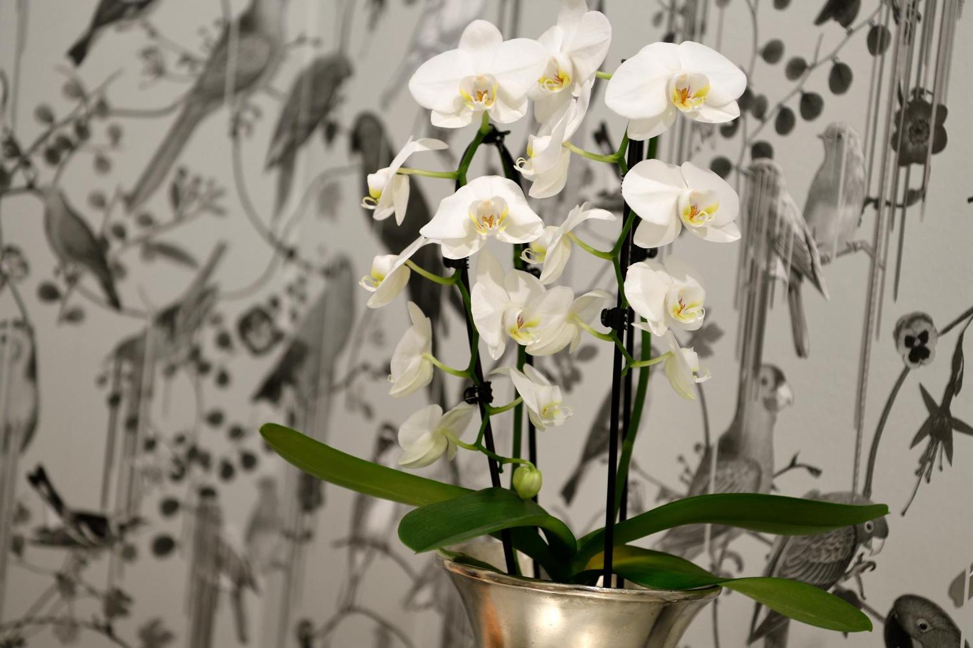 Kastens Hotel Luisenhof Hanover Exterior photo A potted orchid